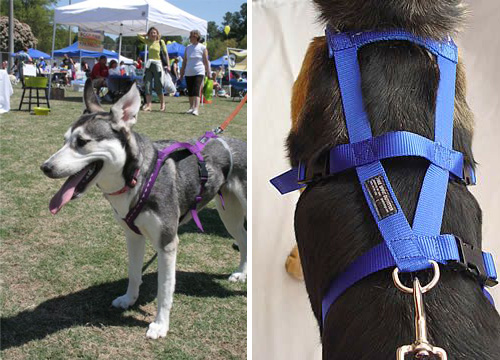 harness for escape artist dog