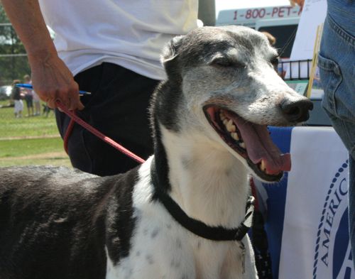 greyhound