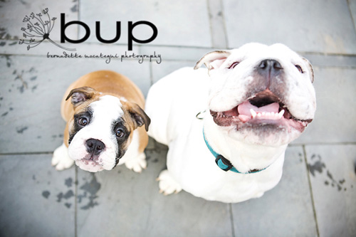 bup2 bup2