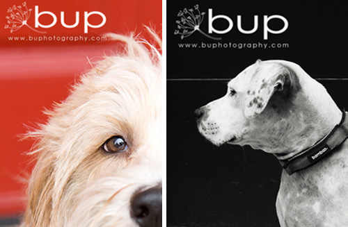 bup3 bup3