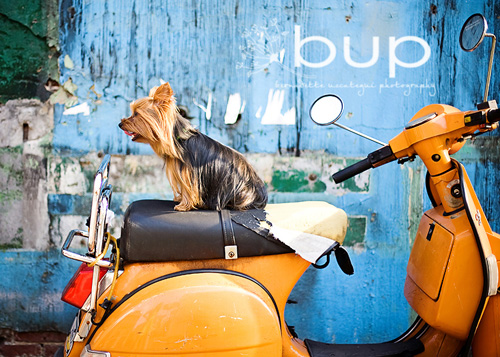bup4 bup4