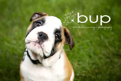 bup5 bup5