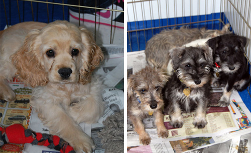 HARTpups