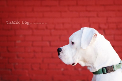 thankdog_1 thankdog_1