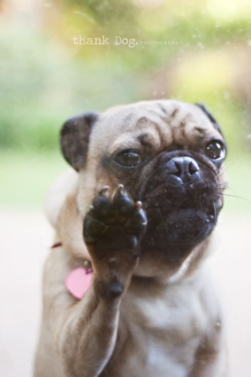 thankdog_2 thankdog_2