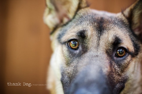 thankdog_5 thankdog_5