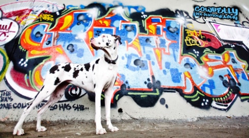 Dogs And Graffiti Make Great Art Phetched Com