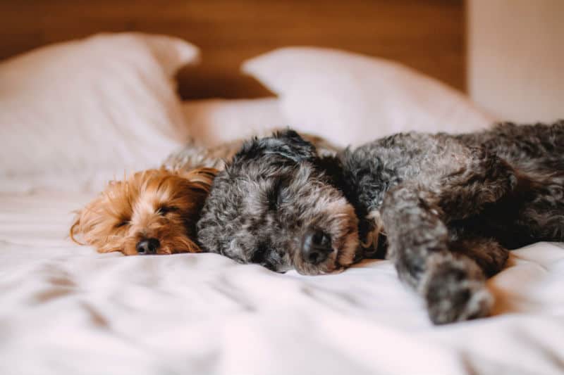 dog on bed