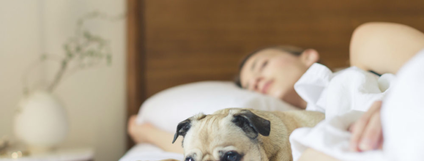 Dogs sleeping on the bed