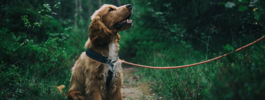 dog collar vs harness