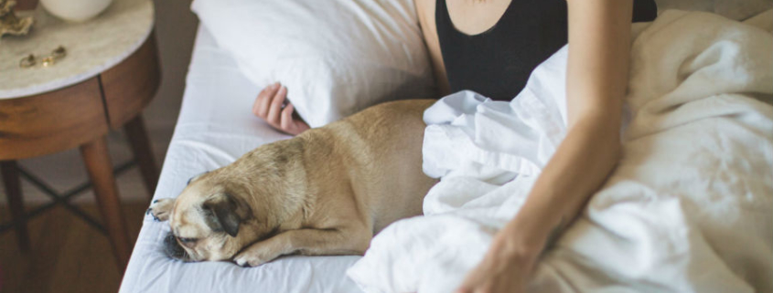 dog sleeping in bed