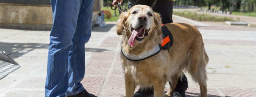 Registering a Service Dog