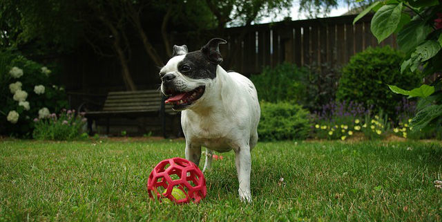 Dog in the backyard