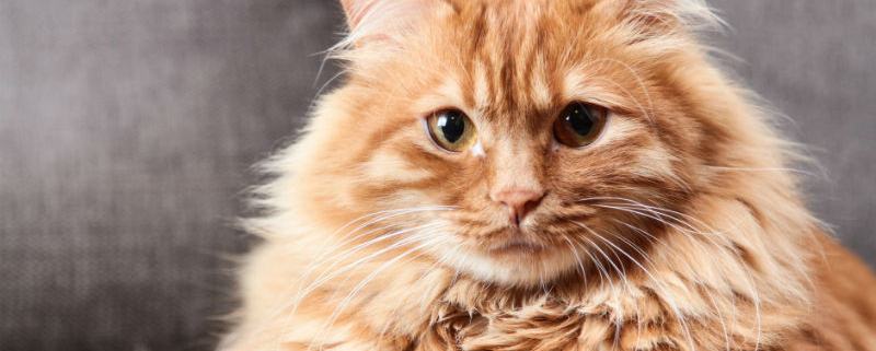 Adding A Fluffy Cat To Your Home Phetched Com