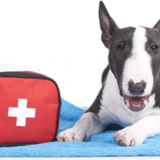 Doggy First Aid Kit