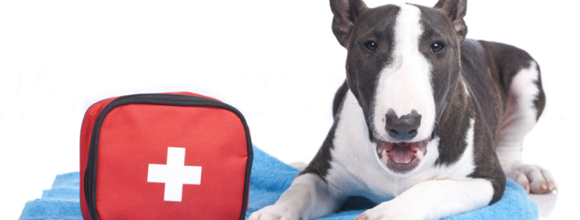 Doggy First Aid Kit