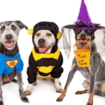 Dogs in costume for Halloween