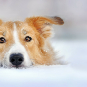 Dog dangers in winter