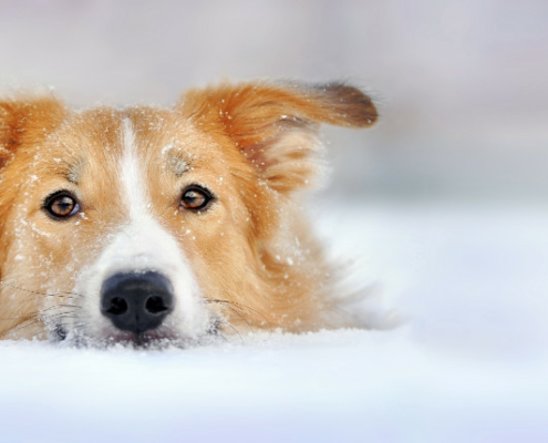 Dog dangers in winter