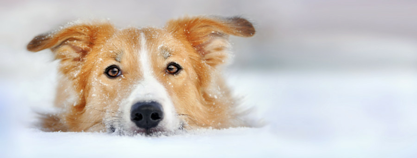 Dog dangers in winter